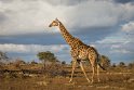 096 Kruger National Park, giraf